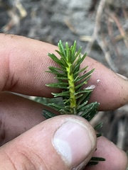 Phyllodoce empetriformis