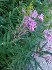 Chamaenerion angustifolium
