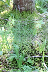 Equisetum sylvaticum