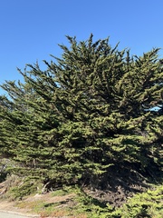 Cupressus