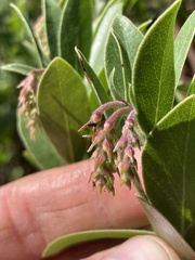 Arctostaphylos × media