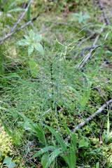 Equisetum sylvaticum