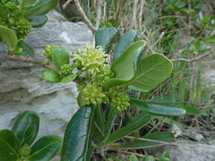 Coprosma repens
