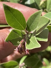 Arctostaphylos × media