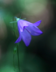 Campanula rotundifolia
