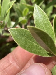 Arctostaphylos × media