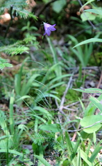 Campanula rotundifolia