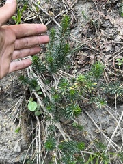 Phyllodoce empetriformis