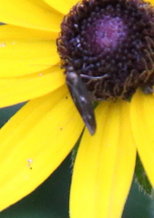 Scythris trivinctella