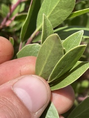 Arctostaphylos × media
