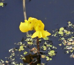 Utricularia macrorhiza