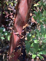 Arctostaphylos × media