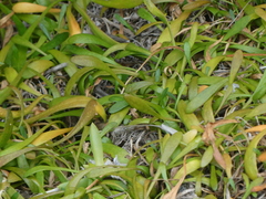Selliera radicans