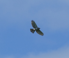 Buteo plagiatus