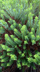 Veronica odora × tetragona