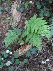 Dryopteris arguta