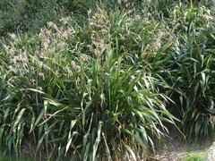 Phormium cookianum hookeri