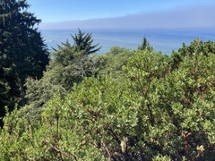 Arctostaphylos × media