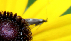 Scythris trivinctella