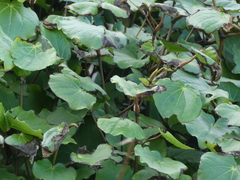 Piper excelsum excelsum