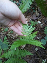 Dryopteris arguta