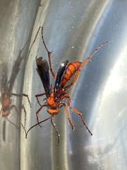 Tachypompilus unicolor