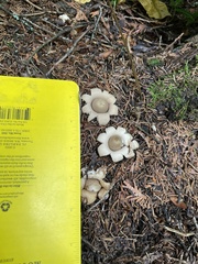 Geastrum triplex