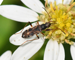 Ligyrocoris diffusus