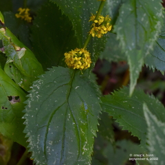 Solidago flexicaulis