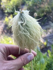Pulsatilla occidentalis