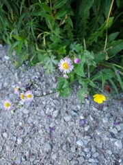 Erigeron philadelphicus
