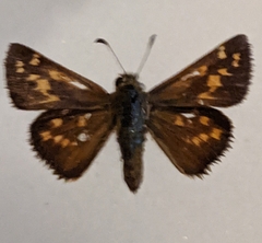 Hesperia comma laurentina