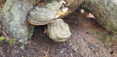 Ganoderma megaloma