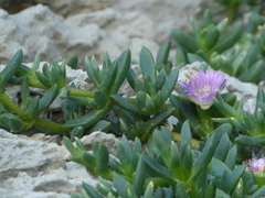 Disphyma australe australe