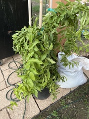 Dolichandra unguis-cati