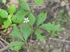 Geum