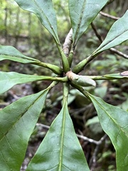 Magnolia tripetala