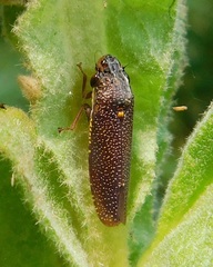 Paraulacizes irrorata