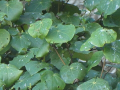 Piper excelsum excelsum