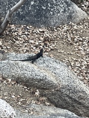 Sceloporus orcutti