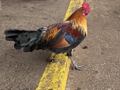 Gallus gallus domesticus