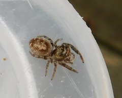Eris militaris