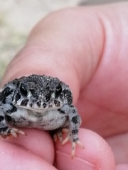 Anaxyrus compactilis