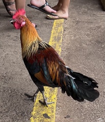 Gallus gallus domesticus
