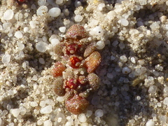 Crassula umbellata