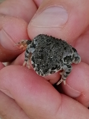 Anaxyrus compactilis