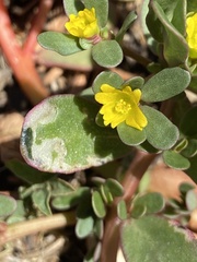 Schizocerella pilicornis