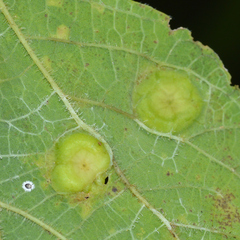 Pachypsylla celtidisumbilicus