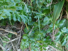 Gingidia montana