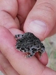 Anaxyrus compactilis